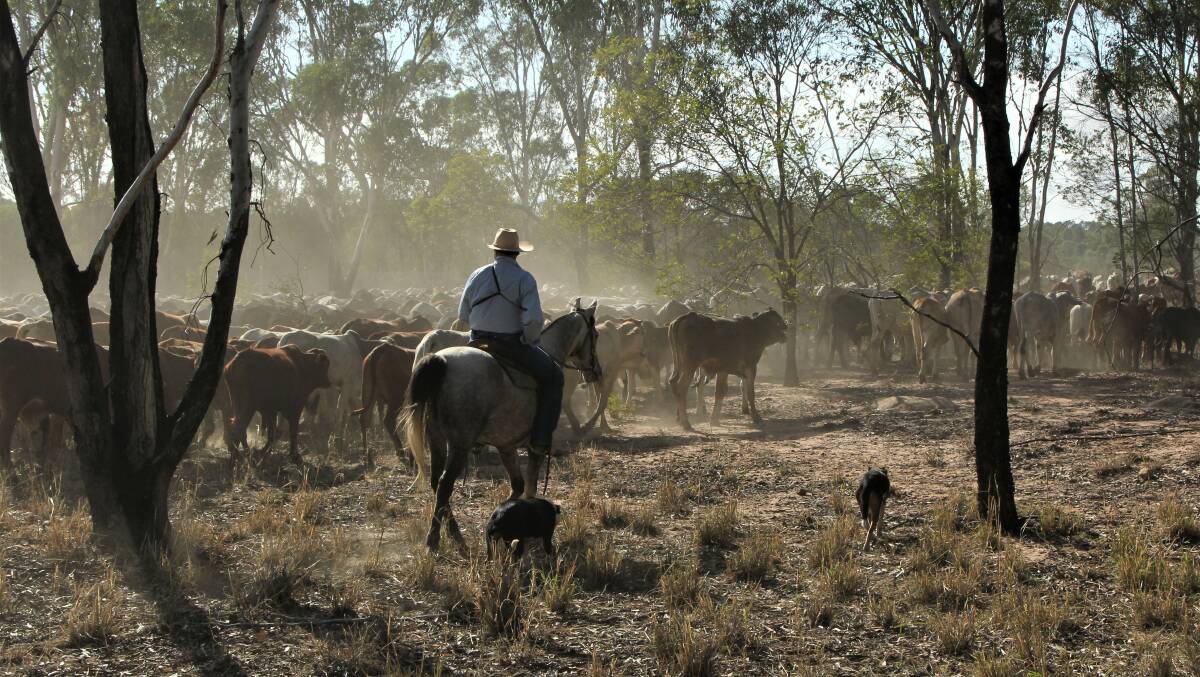 Drover Bill Little in charge of a mob in the Emerald region. Picture: Sally Gall