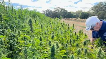 There is huge potential for farmers to grow hemp in Victoria, says Rachel Payne MP. Picture supplied 